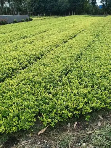 智慧城市孪生建模